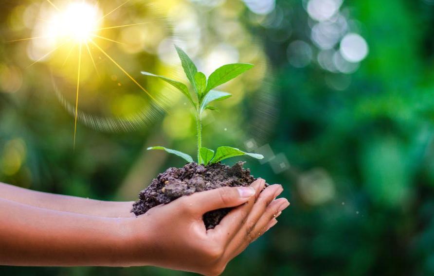 Hands holding a plant